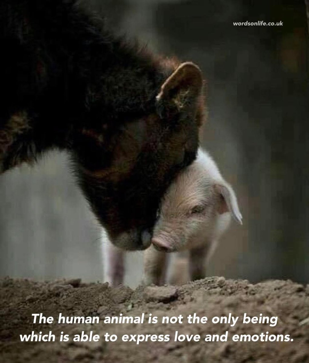 Dervilla(v) (@derviemoo) on Twitter photo 