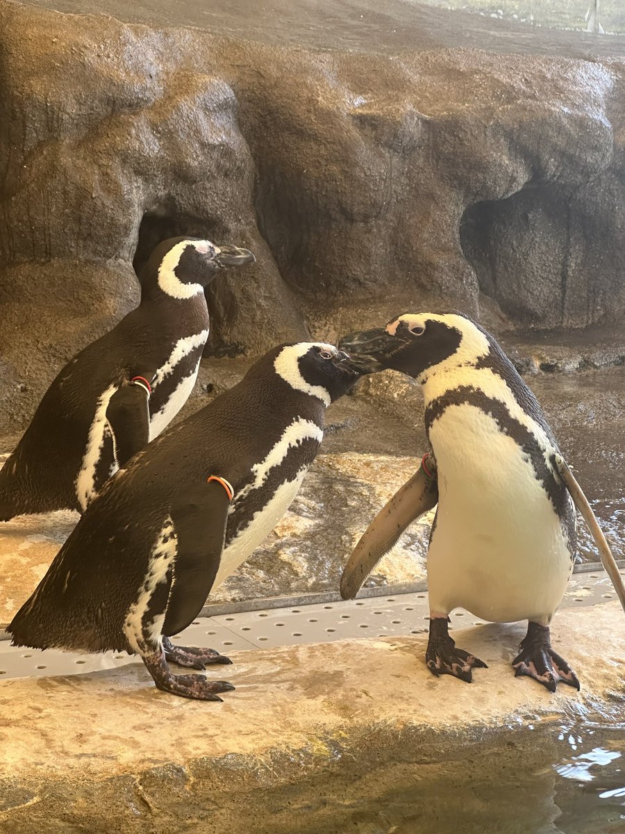 皆さん
おはよぉ☀️

先日水族館行った！

ペンギン可愛すぎた（🐧）