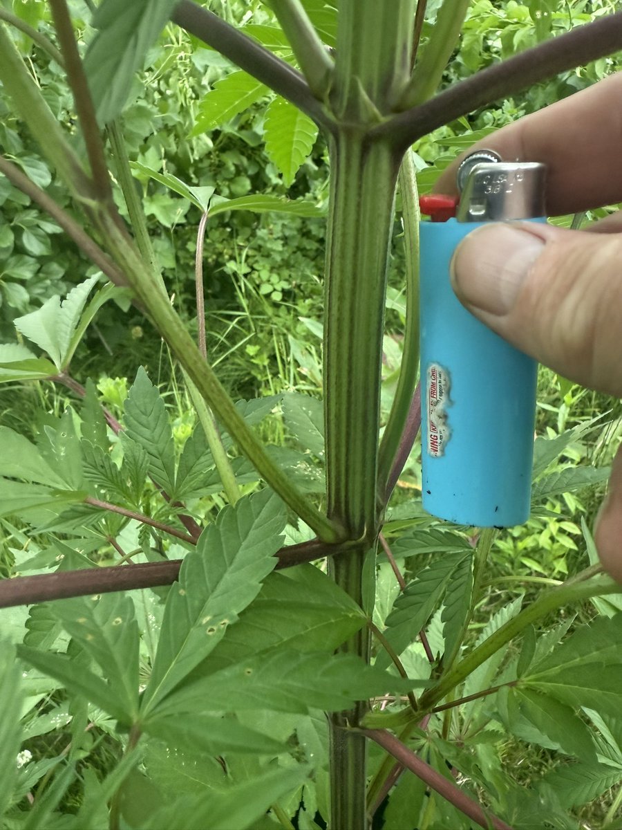 Pinky (@ericcannavet) on Twitter photo Hashwell <a href="/BlaiseGenetics/">Blaise Genetics</a> is a young thicky Nicky through and through! Look at the leaves! Impressive so far, compost and worm castings. Hashwell <a href="/BlaiseGenetics/">Blaise Genetics</a> is a young thicky Nicky through and through! Look at the leaves! Impressive so far, compost and worm castings.