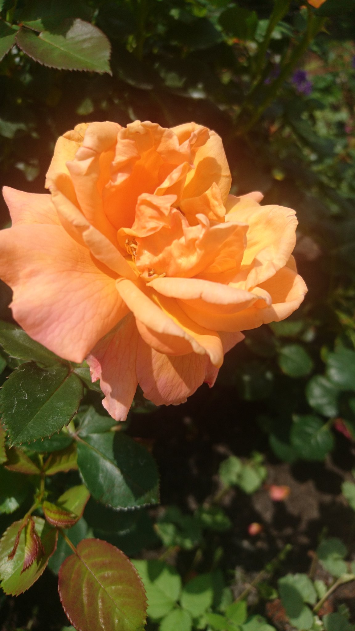 TLを薔薇でいっぱいにしょう - Search / X
