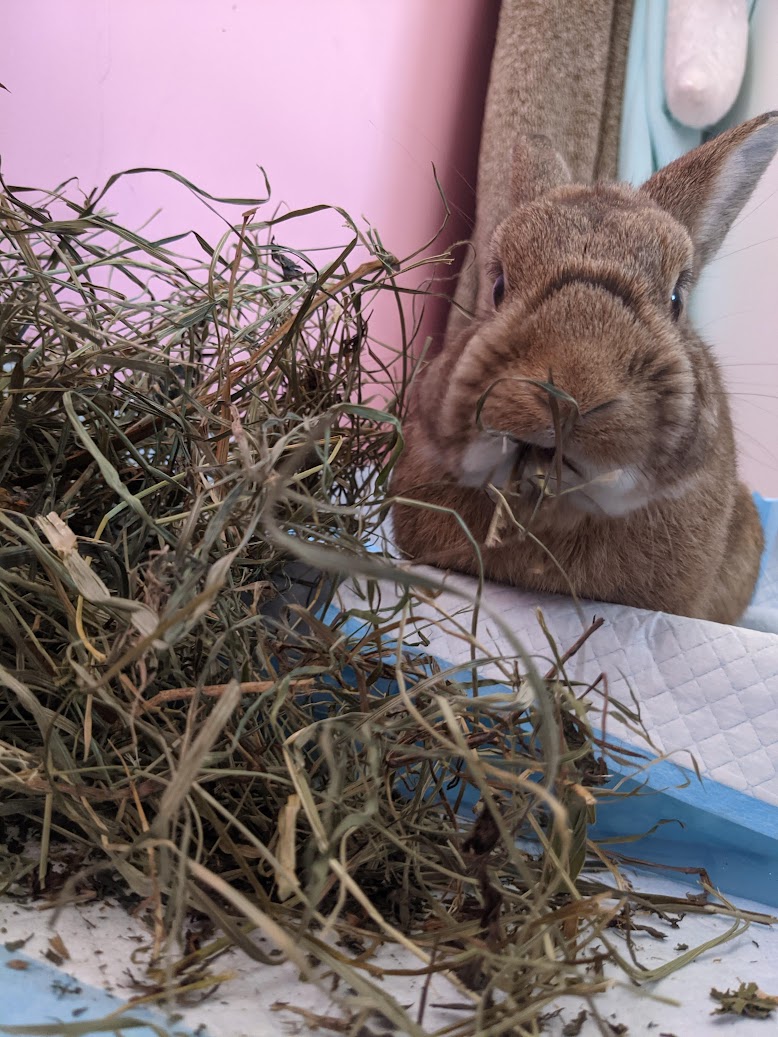 rocky.. 🍁 (@rockydwarfbunny) on Twitter photo 