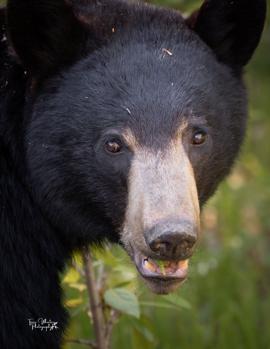 Trina Wheaton Photography (@trina_artist) on Twitter photo Saw this beautiful black bear <a href="/JasperNP/">Jasper National Park, Parks Canada</a>
You never know what you will see in Jasper!
.
These photos were taken with the Nikon Z8 and a long lens. #respectwildlife #wildlife #nationalpark #beautiful Saw this beautiful black bear <a href="/JasperNP/">Jasper National Park, Parks Canada</a>
You never know what you will see in Jasper!
.
These photos were taken with the Nikon Z8 and a long lens. #respectwildlife #wildlife #nationalpark #beautiful