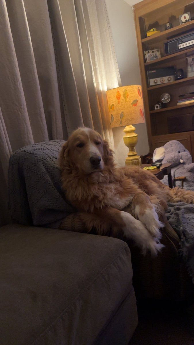 Goodbyes always hurt… Thankful for the 11 years of my life I got to spend with such a joy of a Golden Retriever!
He really was a perfect dog and I was blessed to grow up with him by my side! Rest easy Mozart (MoMo)!