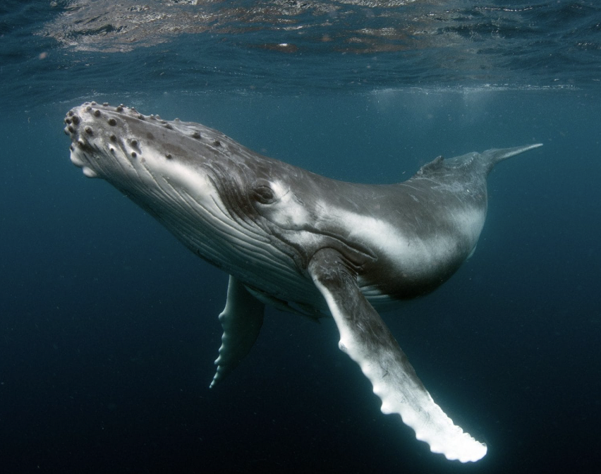 Altcoin Buzz tweet media