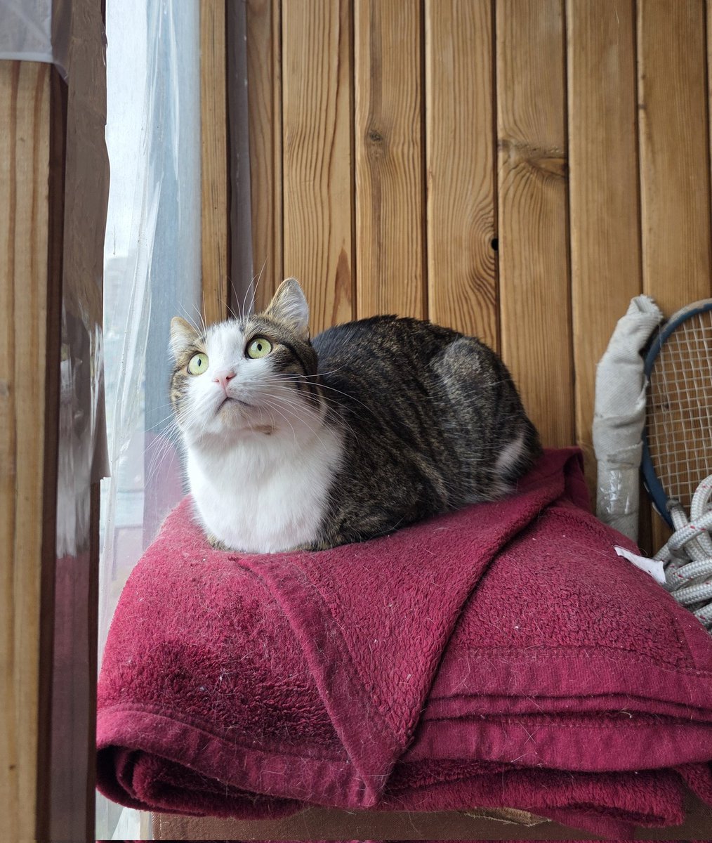 Pashtet carefully watches the dove outside the window. I wish I had his focus 😽

Update: Dad has seen his oncologist and radiation therapist. He has been scheduled for further tests. He will need to repeat MRI and some blood tests by July 14th.
