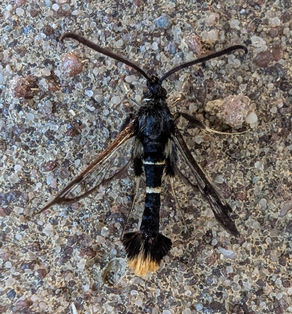 mattthesparrow's tweet image. This little beauty is an Orange-tailed Clearwing Moth. They are rare in Wiltshire. We had a phenomenal 8 in the garden today. They constitute only the 17th record for Wiltshire!
