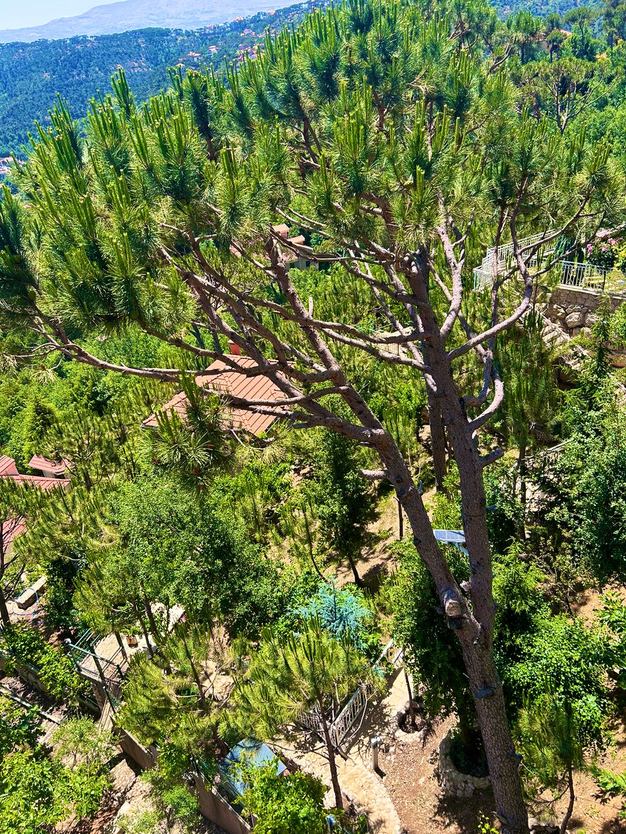 j_zabaneh's tweet image. Hiding 🌳 🌳🌳🏠 🌳 🌳