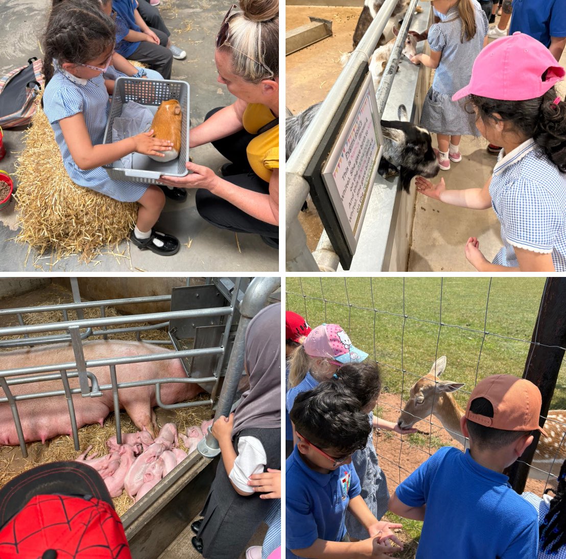 St Joseph's Dudley (@stjosephsdudle1) on Twitter photo Reception class had a wonderful day at the farm today! They met lots of animals and learned so much about them! The coach journey was very quiet on the way back to school - lots of happy and tired children! <a href="/StJohnBoscoCA/">St John Bosco Catholic Academy</a> Reception class had a wonderful day at the farm today! They met lots of animals and learned so much about them! The coach journey was very quiet on the way back to school - lots of happy and tired children! <a href="/StJohnBoscoCA/">St John Bosco Catholic Academy</a>