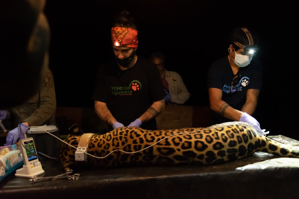 Inmenso trabajo del equipo del Proyecto Yaguareté, con el asesoramiento del IMiBio y de instituciones nacionales y provinciales. Lograron capturar a Pará y a su cachorro Gaucho para colocarles collares satelitales.

Una acción fundamental para poder monitorear sus desplazamientos