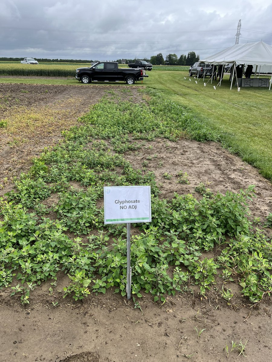 Adam Pfeffer (@adamjpfeffer) on Twitter photo Just to follow up with some pictures from today, a week after application now. You’ll notice glyphosate without surfactant hardly touched the LQs at this demo. <a href="/Bayer4CropsCA/">Crop Science Canada</a> Just to follow up with some pictures from today, a week after application now. You’ll notice glyphosate without surfactant hardly touched the LQs at this demo. <a href="/Bayer4CropsCA/">Crop Science Canada</a>