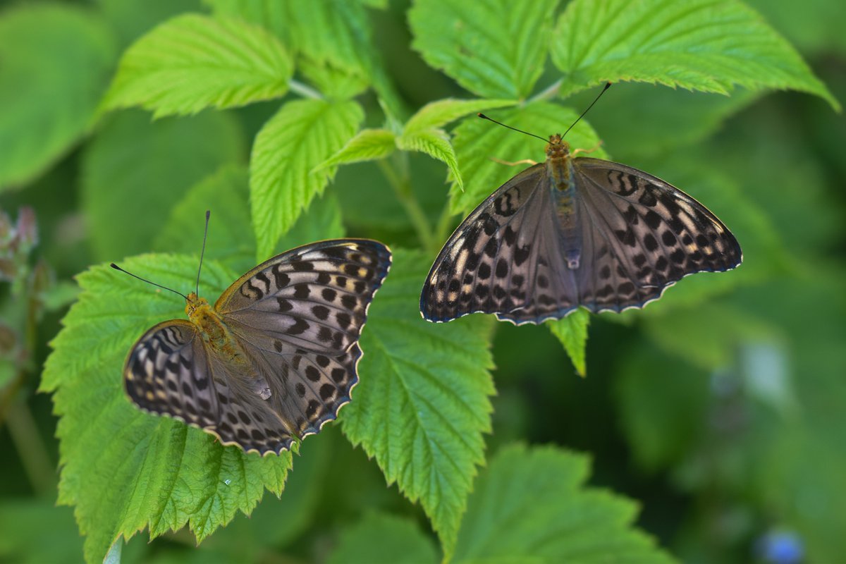Drew Cooper (@drewcooper_wild) on Twitter photo What's better than seeing a fresh Valesina? Seeing two π
Silver-washed Fritillary (Argynnis paphia f.valesina) in Dorset, UK. <a href="/BBCSpringwatch/">BBC Springwatch</a> <a href="/ChrisGPackham/">Chris Packham</a> <a href="/DorsetWildlife/">Dorset Wildlife Trust</a> What's better than seeing a fresh Valesina? Seeing two π
Silver-washed Fritillary (Argynnis paphia f.valesina) in Dorset, UK. <a href="/BBCSpringwatch/">BBC Springwatch</a> <a href="/ChrisGPackham/">Chris Packham</a> <a href="/DorsetWildlife/">Dorset Wildlife Trust</a>
