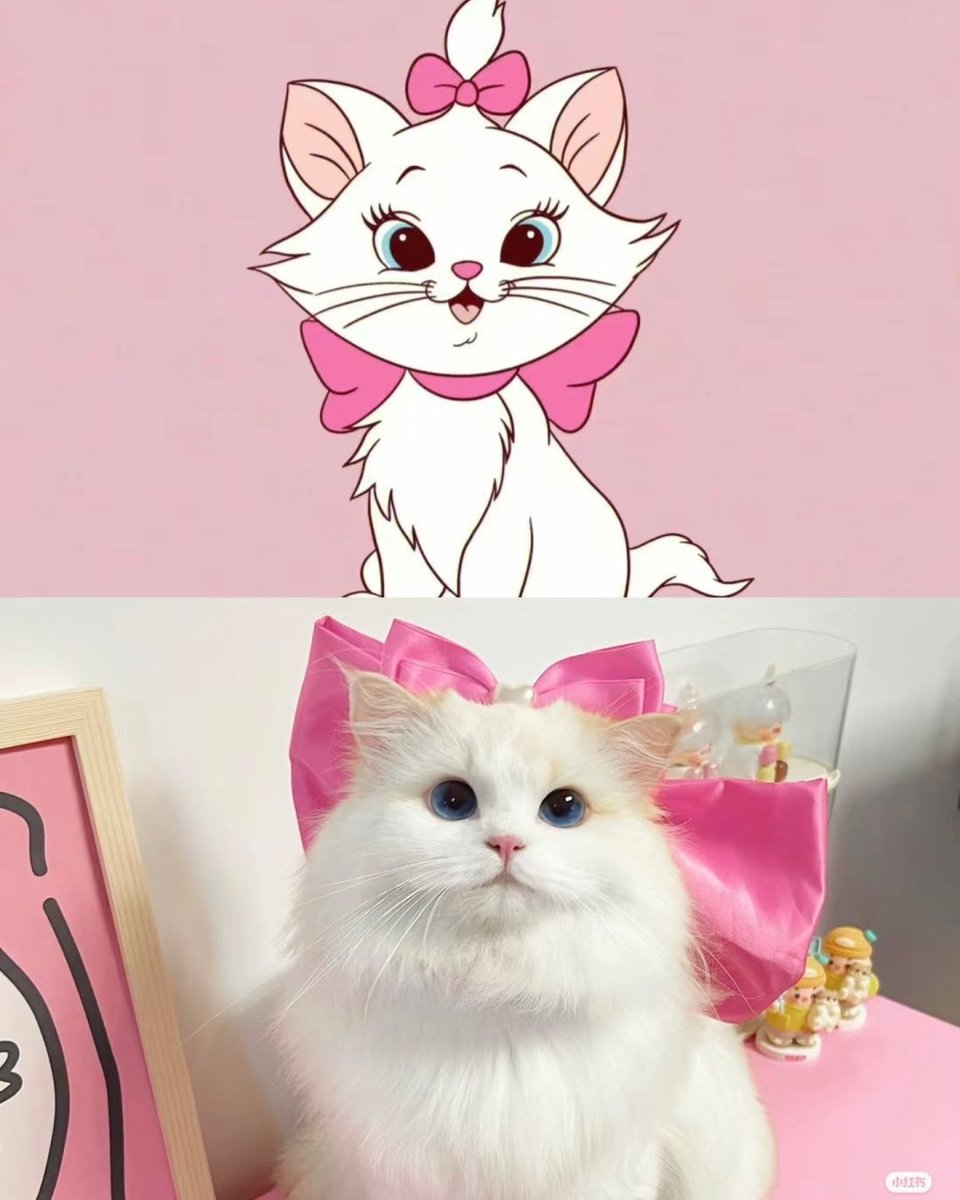 Punch Cat (@punchingcat) on Twitter photo 