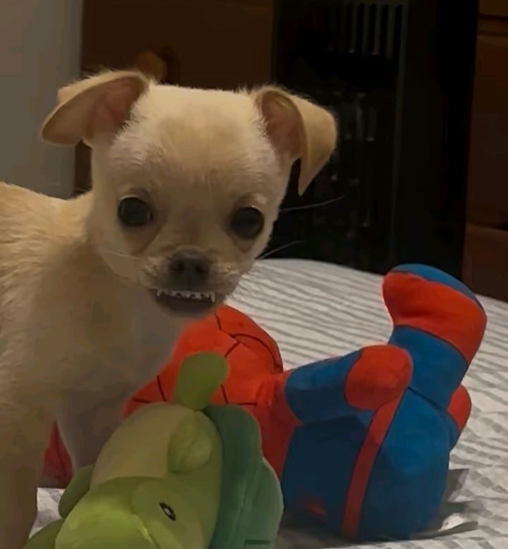 💖 (@twaniimals) on Twitter photo 