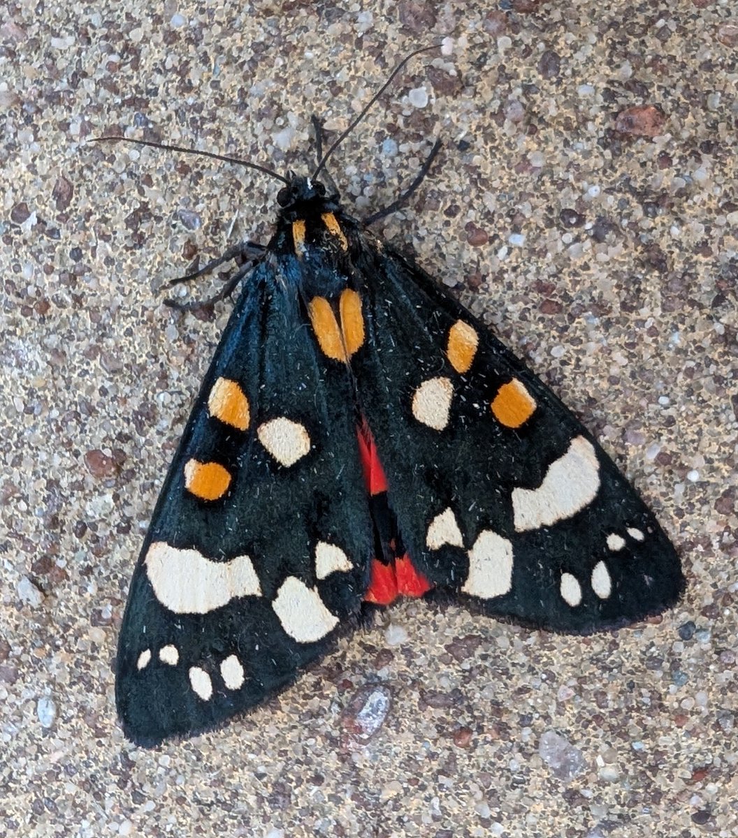 mattthesparrow's tweet image. This warm weather is brilliant for moths. More great moths for the new garden were Scarlet Tiger Moth and Drinker Moth. Both pretty spectacular in their own way.