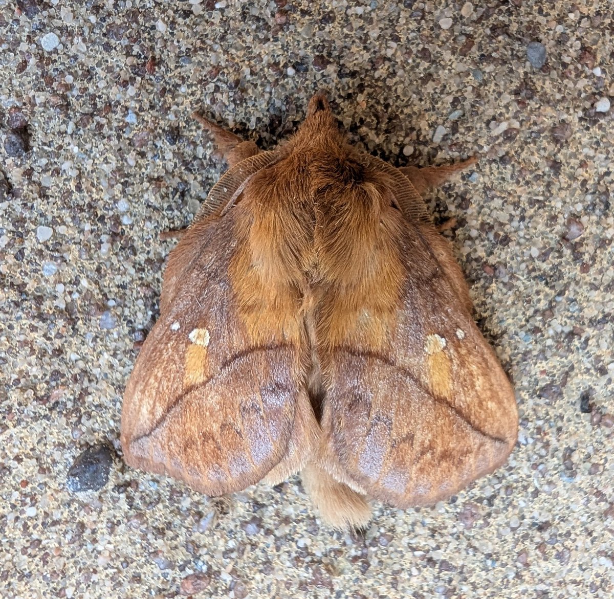 mattthesparrow's tweet image. This warm weather is brilliant for moths. More great moths for the new garden were Scarlet Tiger Moth and Drinker Moth. Both pretty spectacular in their own way.