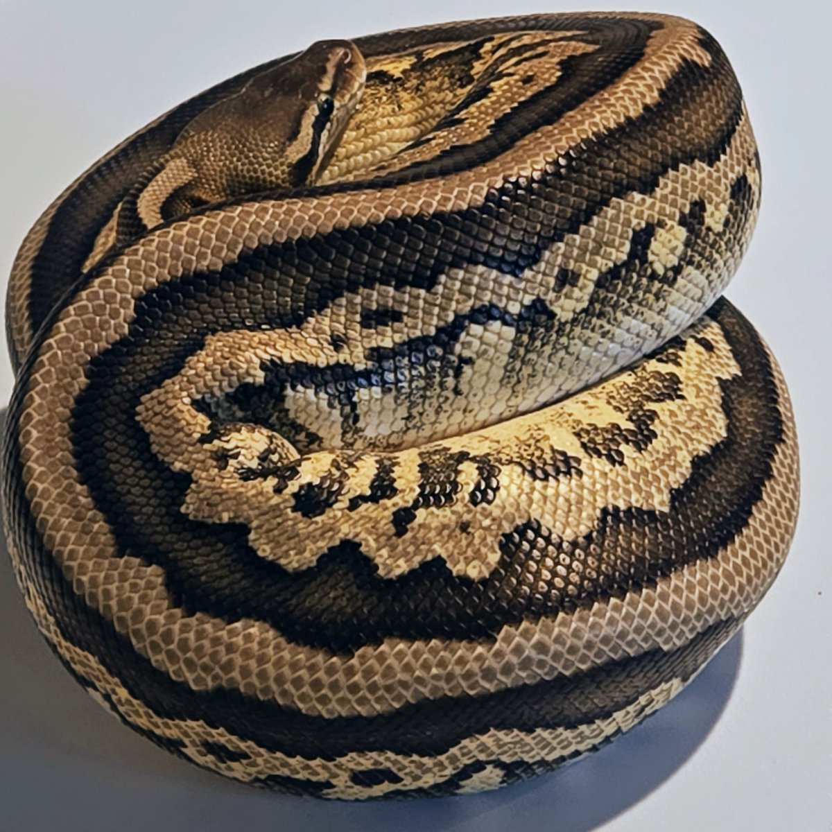 This girl is beautiful! 

Mojave, Orange Dream, Calico, Pastel, 50% Het Desert Ghost, 50% Het Piebald.