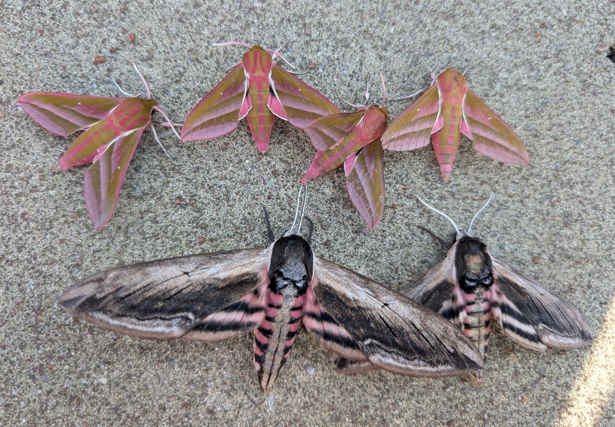 mattthesparrow's tweet image. Last of our moth blitz for the day were these stunning hawk moths. 4 Elephants and 2 Privets. Plus I saw a fantastic Hummingbird Hawk Moth.