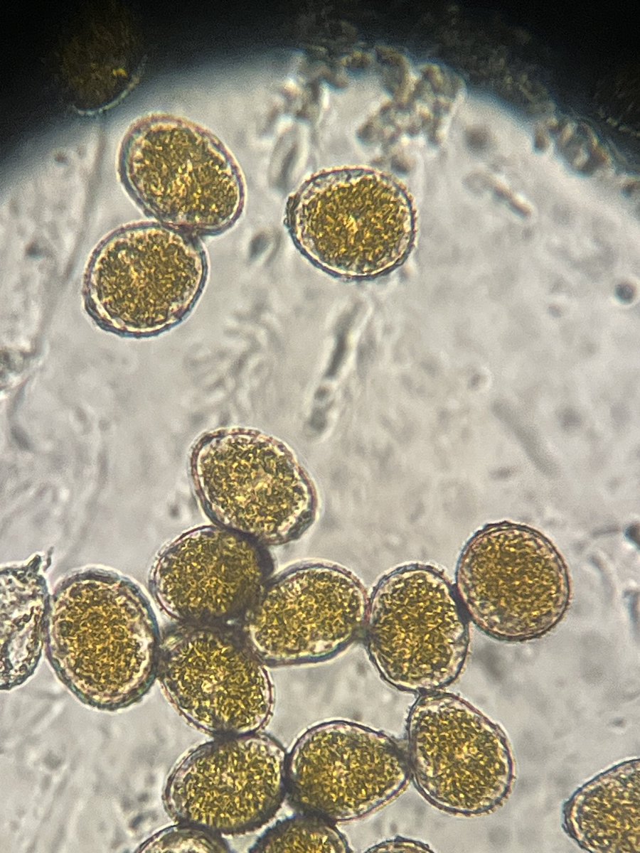 bobkemerait's tweet image. Current reports of southern corn rust from the Southeast. Watching now for a jail-break north. Thanks to numerous crop consultants, especially Caleb Traugh, Brooks Adcock, John Beasley, Bryce Sutherland, and Jordan Cary for sharing samples with UGA Extension.