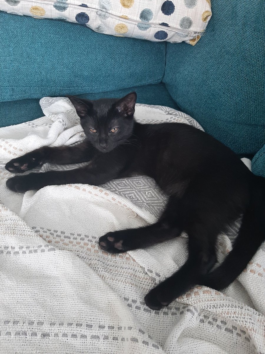 FredCanCat's tweet photo. My brother says hi...#FredtheCanadianCat #KaitheCanadianKitten #catstalk https://t.co/tC8KJnjNfo