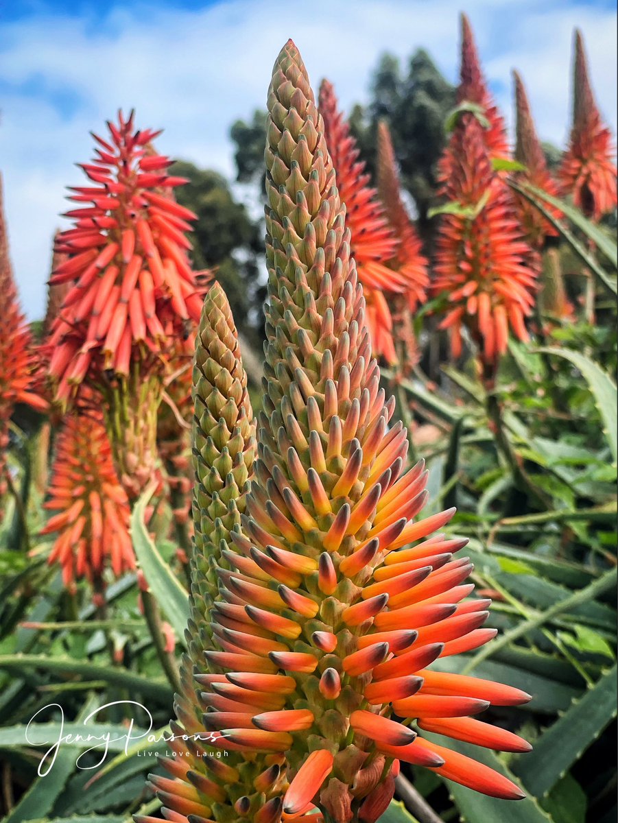 JennyPaPB's tweet photo. ‘Aloe aloe’ - it’s that time of year when Aloe arborescens flowers add bright oranges splashes of colour to the winter landscape. Always remind me of my Eastern Cape roots…

#aloe #botanising #aloeplant #colour #winter #walkingthedogs #endemic #indigenous #fynbos #gottaloveit https://t.co/TdIKnypt5e