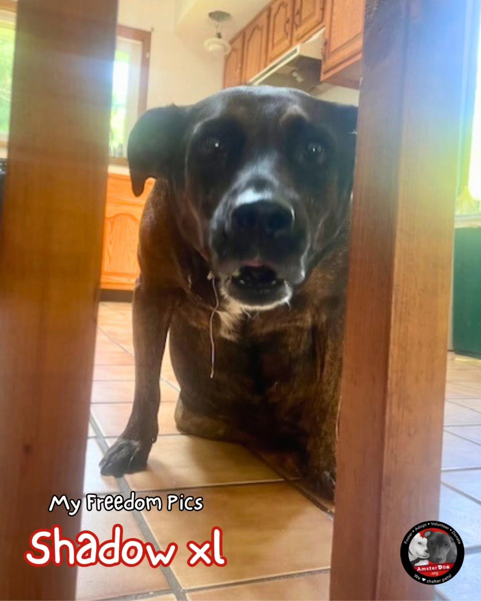 🎉 SHADOW XL is livin' large!
Shadow XL stopping by to say "Hello, I really like my new family!"
He's hoping that everyone remembers him ? He was rescued in the beginning of May and like his name describes, he's pretty hard to miss 😍 &amp; oh so handsome.  Thanks to his new home!!