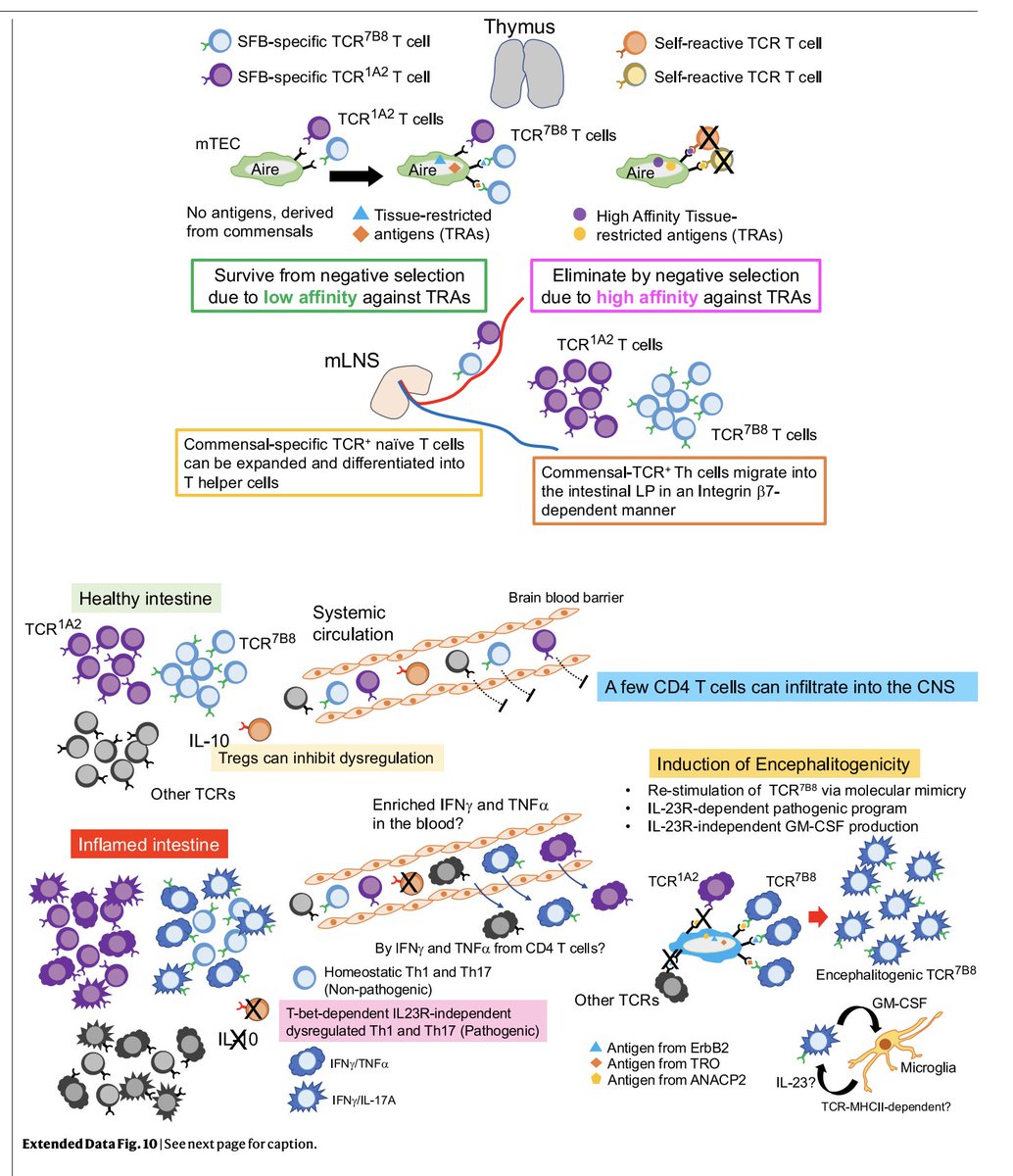 The gut doesn’t stay in the gut!!!
🧠 T cells trained in the gut can storm the brain!!!
<a href="/Nature/">nature</a> <a href="/OncoAlert/">OncoAlert</a> 
rdcu.be/erGig
