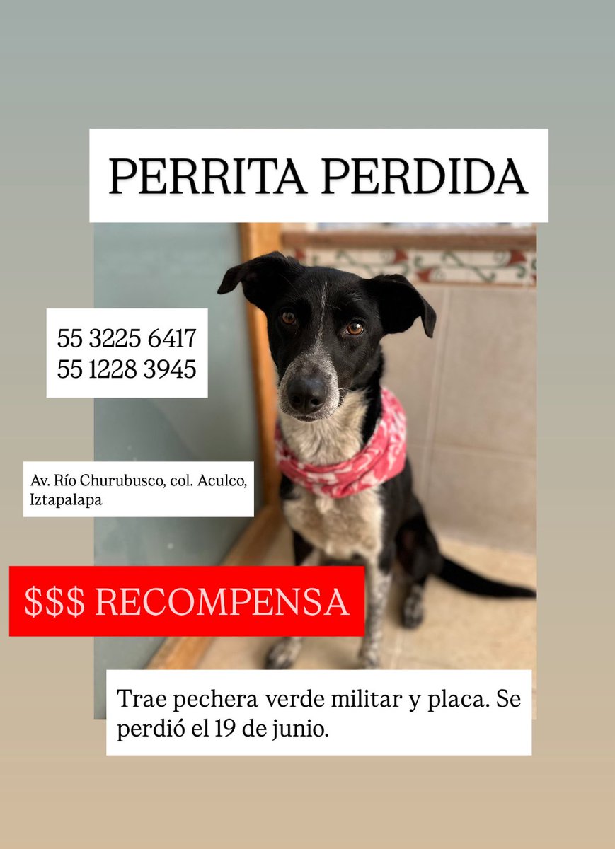 Estoy súper triste y angustiada. Martina no ha aparecido. La buscamos y pegamos carteles por horas. Trae pechera verde, su correa y una placa con mi nombre.

Ni se pa que escribo esto. Para desahogarme creo. Les ruego que, en lo que sea que crean, le pidan que regrese a salvo