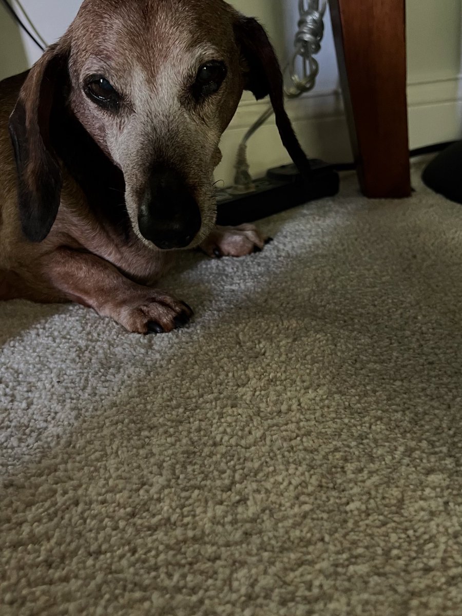 Today is #Peanut’s 17th #birthday