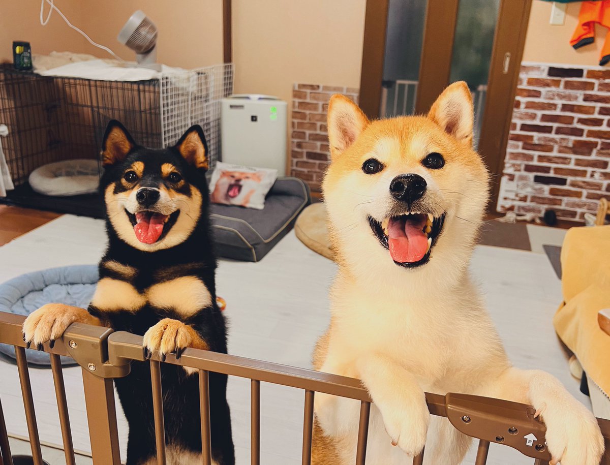 ぐっもーにんえびばでぃ
今日から3連休( *°∀°* )

今夜は仲間うちで鉄板焼き飲み会🍻なのでそれまでは🏠掃除でもすっか🧹ﾉﾉ( 😆