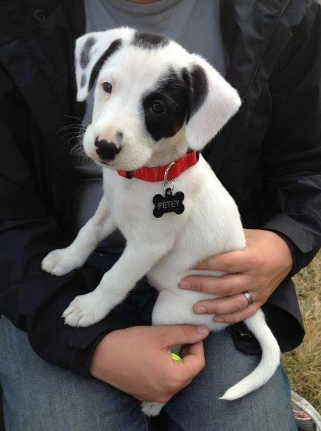 TweeetsOfDogs's tweet photo. I know i’m not cute but no one says hello to me ! https://t.co/ZT8yE50lhJ