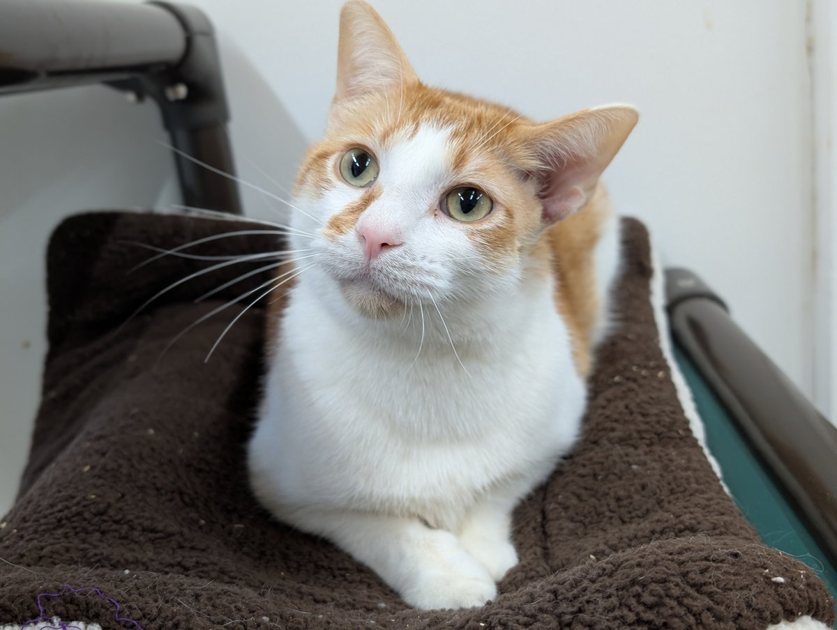 beaglefreedom's tweet image. Happy #Caturday! Check out our latest blog post about the Resilient Cats at Freedom Fields: from a life of horrific animal testing to a kitty paradise cafe complete with a catio! 🐈❤️
bfp.org/the-resilient-…