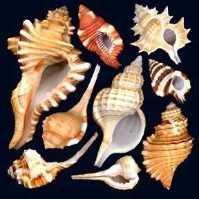pawpaw_ray's tweet image. 🐚It is "Seashell Day"🐚
Fun #kids ideas:
🤿Discover how #Seashells are formed!
🤿Find 5 sea creatures that use shells!
🤿Learn how one of these creatures live!

#homeschool #parenting