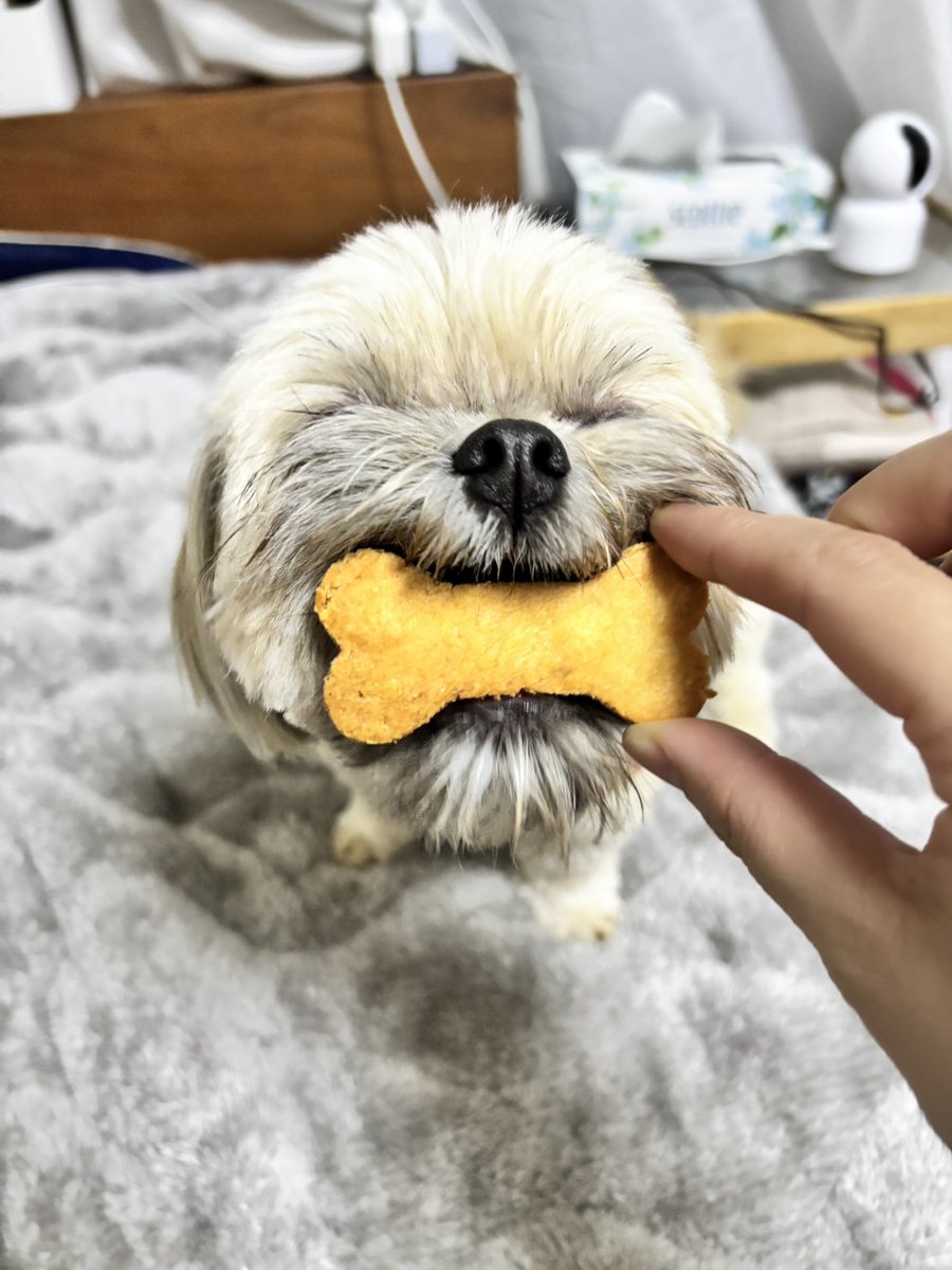 cafesaju's tweet photo. 2025-06-20
犬クッキー（かぼちゃ）できました
#cafe #茶寿 #cafesaju #妙蓮寺 #東横線カフェ #sweets #横浜カフェ #かき氷 

営業時間
月曜定休+不定休
火曜日〜日曜日11:30〜17:00Lo

7月から9月末までかき氷専門店に変わります11:00〜19:00Barタイム18:00〜24:00 https://t.co/X0o7P8oZ28