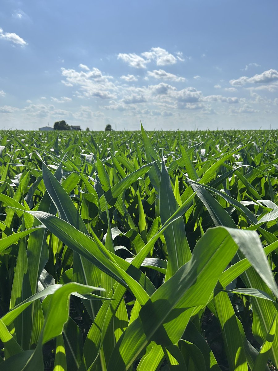 Kevin Rothzen - Channel Seed TA tweet media