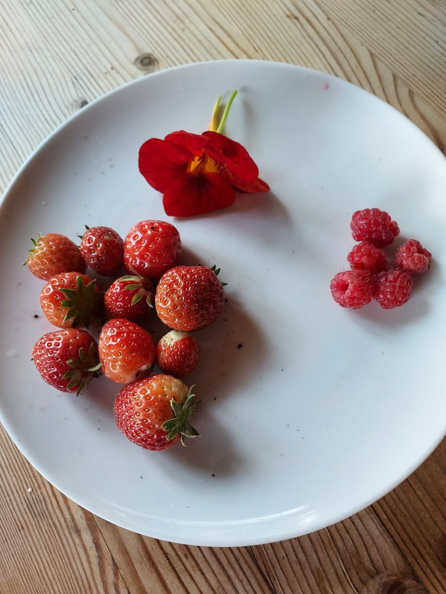 The first tomato is tantalisingly close to ripe...

Meanwhile 68g mostly of strawberries, raspberries and the first nasturtium.