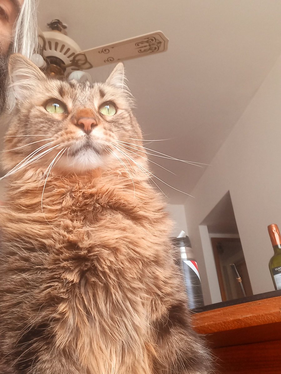 Atahualpa se echó un cago, fue a comer, vació el plato y ahora está en mi cama cogiéndose el acolchado, todos los lujos.