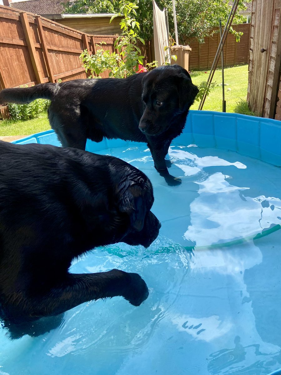 Black_Lab_CS's tweet image. Lovely day, Cooling off in the pool