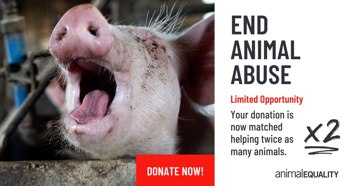 Animal Equality (@animalequality) on Twitter photo ๐จ Every year, over 10 billion animals are slaughtered in U.S. factory farms.
Thatโs 27 million animals every single day.
More than 18,000 every minute.
300 every second.
๐ Factory farming treats animals like units of production in a profit-driven machine.
Itโs time to break ๐จ Every year, over 10 billion animals are slaughtered in U.S. factory farms.
Thatโs 27 million animals every single day.
More than 18,000 every minute.
300 every second.
๐ Factory farming treats animals like units of production in a profit-driven machine.
Itโs time to break
