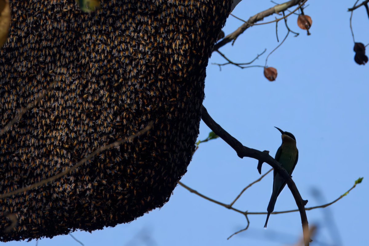 The Blue-tailed Bee-eater (Merops philippinus), known in Hindi as नीलदुम पतरिंगा, बड़ा पतरिंगा, or नीलपुंछ पतरिंगा, is a dazzling aerial acrobat found across South and Southeast Asia.
birds.rekabira.in/2025/06/blue-t…
#BBCWildlifePOTD #IndiAves #BirdsSeenIn2025 #Birding #ThePhotoHour