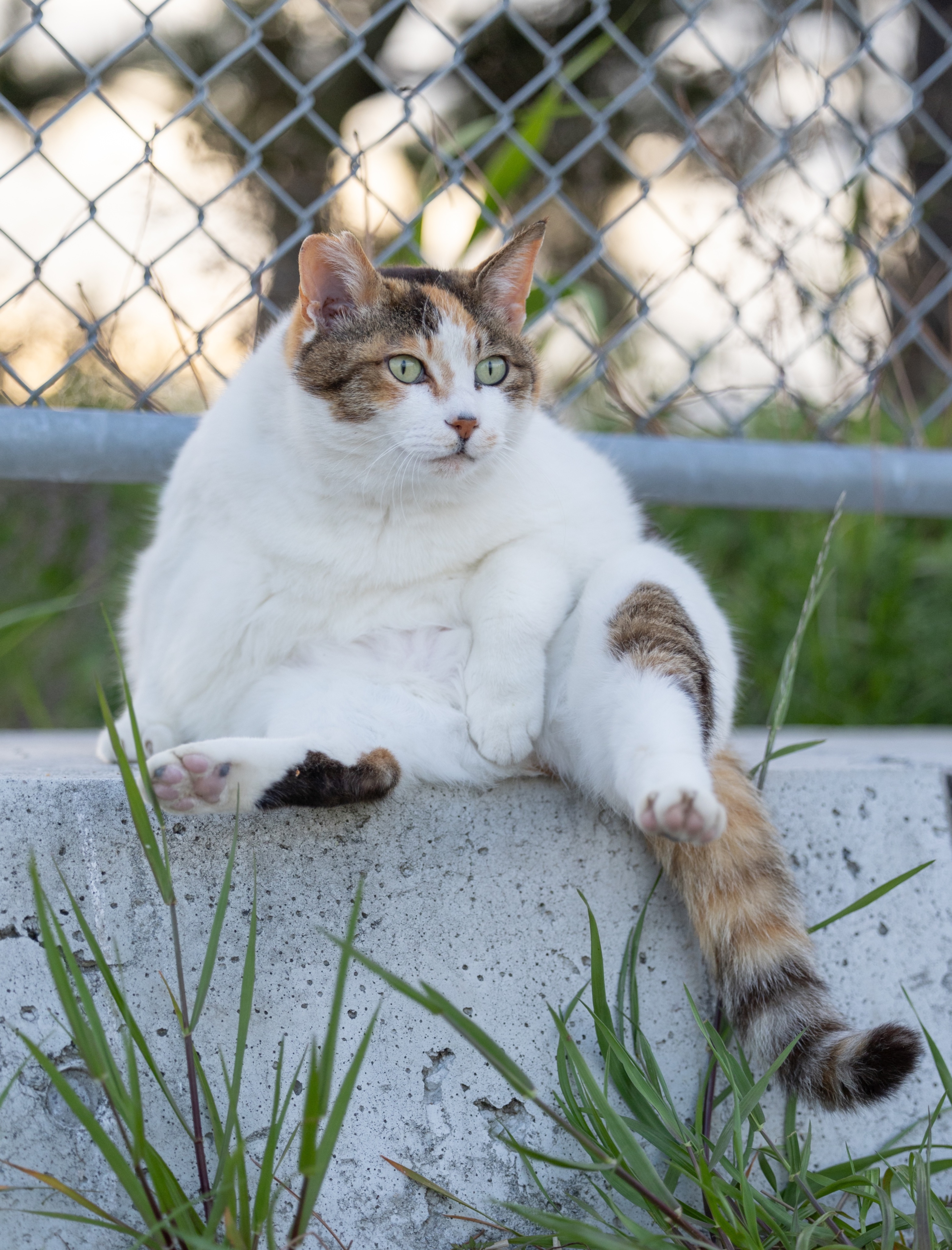 あおいとり🐱写真集「ずっと気まま猫」発売中 (@bluebirdjourney
