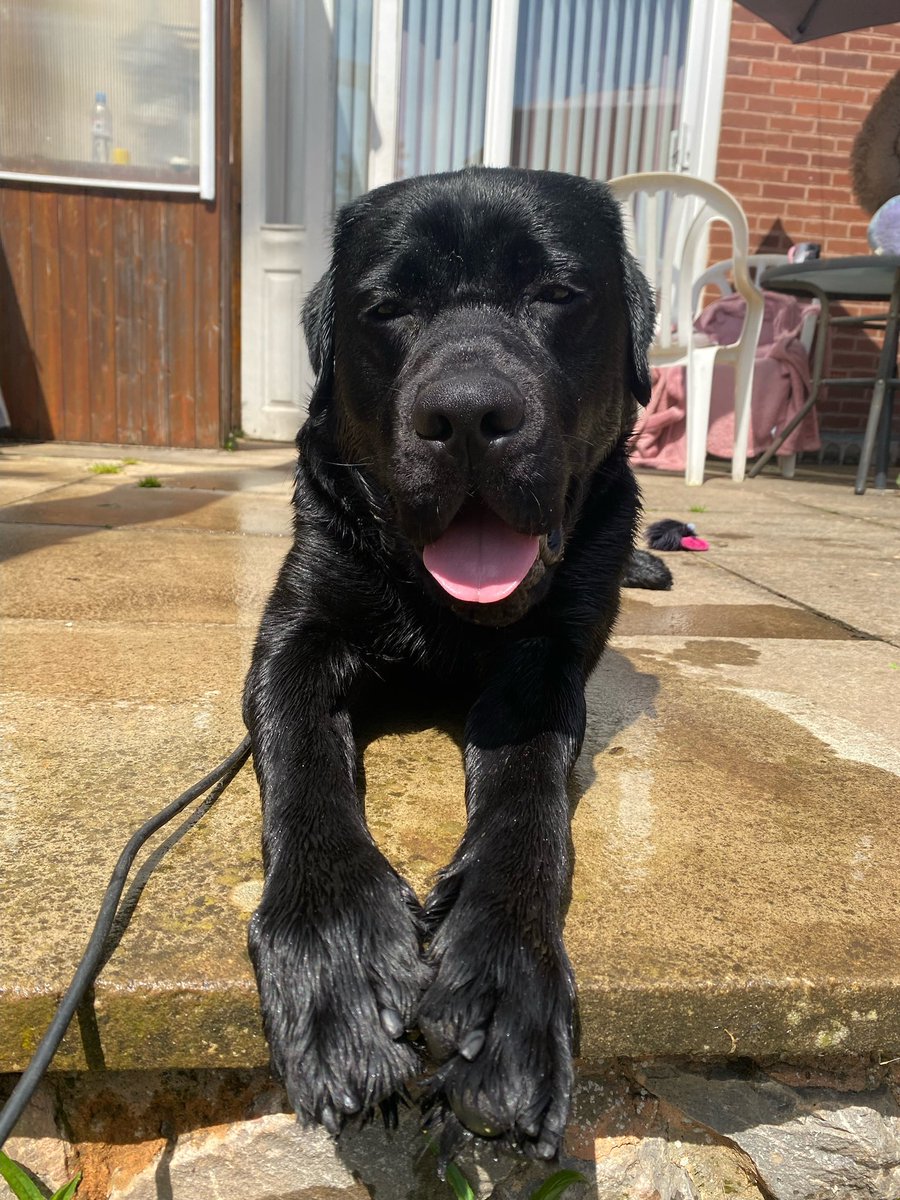 Black_Lab_CS's tweet image. 