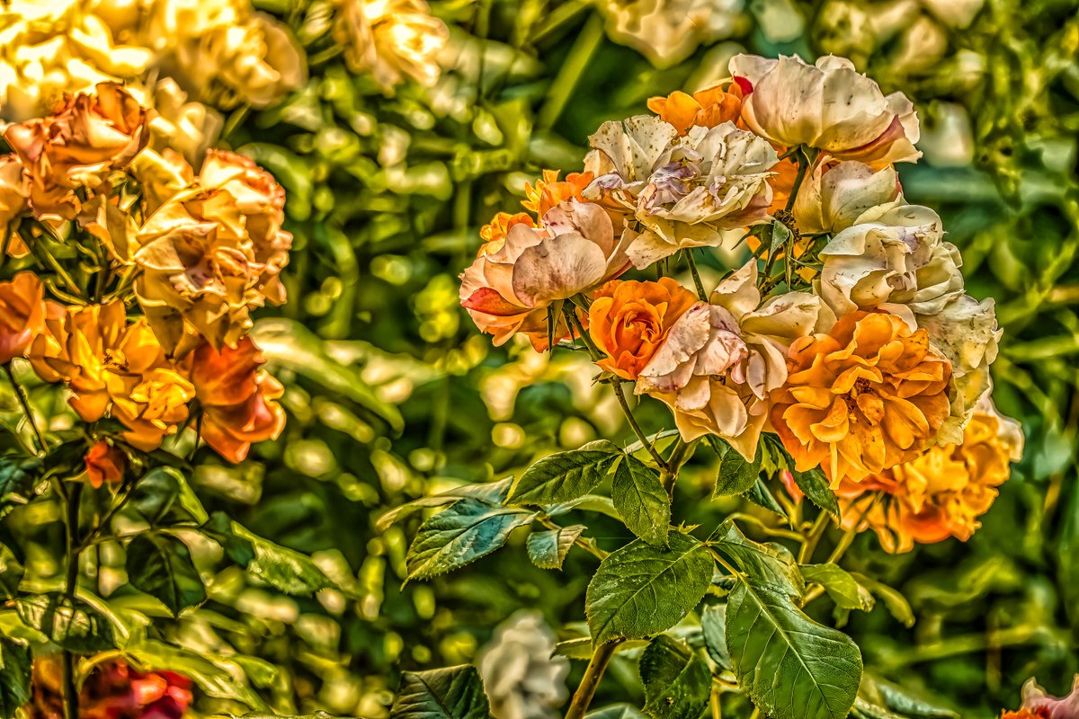 Nature Photography – Sunlit Garden Roses

These images offer floral richness and a warm color palette, perfect for advertising, seasonal branding, and editorial use.

🪙 0.98 tez
🔗 objkt.com/tokens/KT1TFsP…

#Floral #Photography #EditorialVisuals #Branding