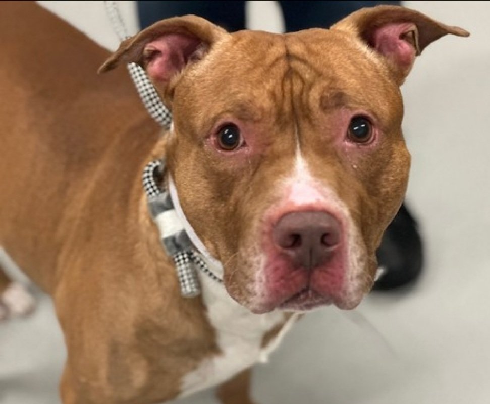 Morgan Fairchild's Dogs tweet media