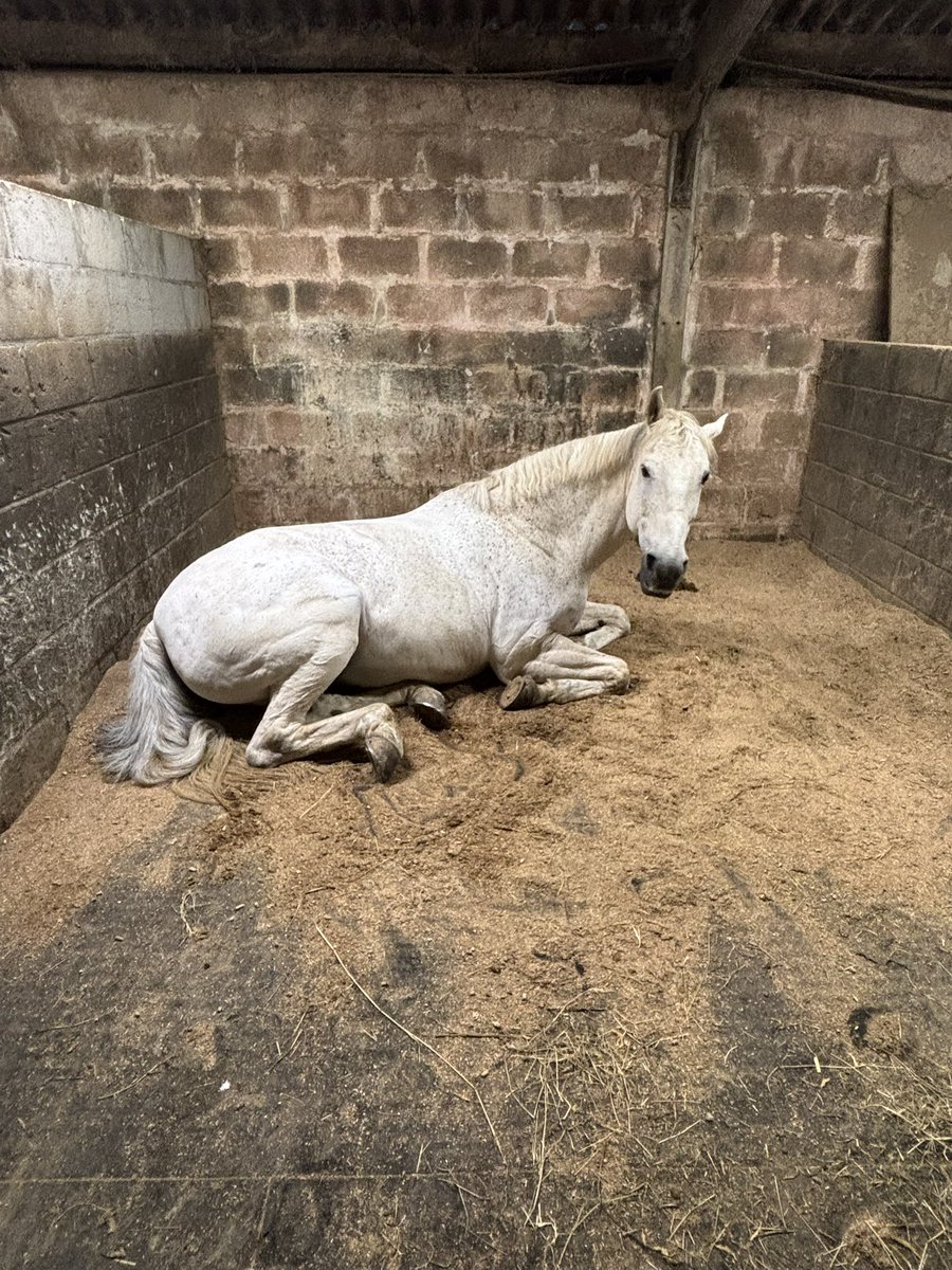 RPH Woody (@rph_woody) on Twitter photo Mummy & daddy have just finished watching Pedals & Paws. They thought it was absolutely brilliant; funny, informative & a tear jerker in places too. Well done to <a href="/CotswoldLadyB/">Countess Bathurst</a> <a href="/The_NFRSA/">NFRSA</a> <a href="/CotswoldTV/">๐ฅ Cotswold TV</a> & everyone else involved! Mummy loved it. โค๏ธ Please watch it & help support RSA. Mummy & daddy have just finished watching Pedals & Paws. They thought it was absolutely brilliant; funny, informative & a tear jerker in places too. Well done to <a href="/CotswoldLadyB/">Countess Bathurst</a> <a href="/The_NFRSA/">NFRSA</a> <a href="/CotswoldTV/">๐ฅ Cotswold TV</a> & everyone else involved! Mummy loved it. โค๏ธ Please watch it & help support RSA.