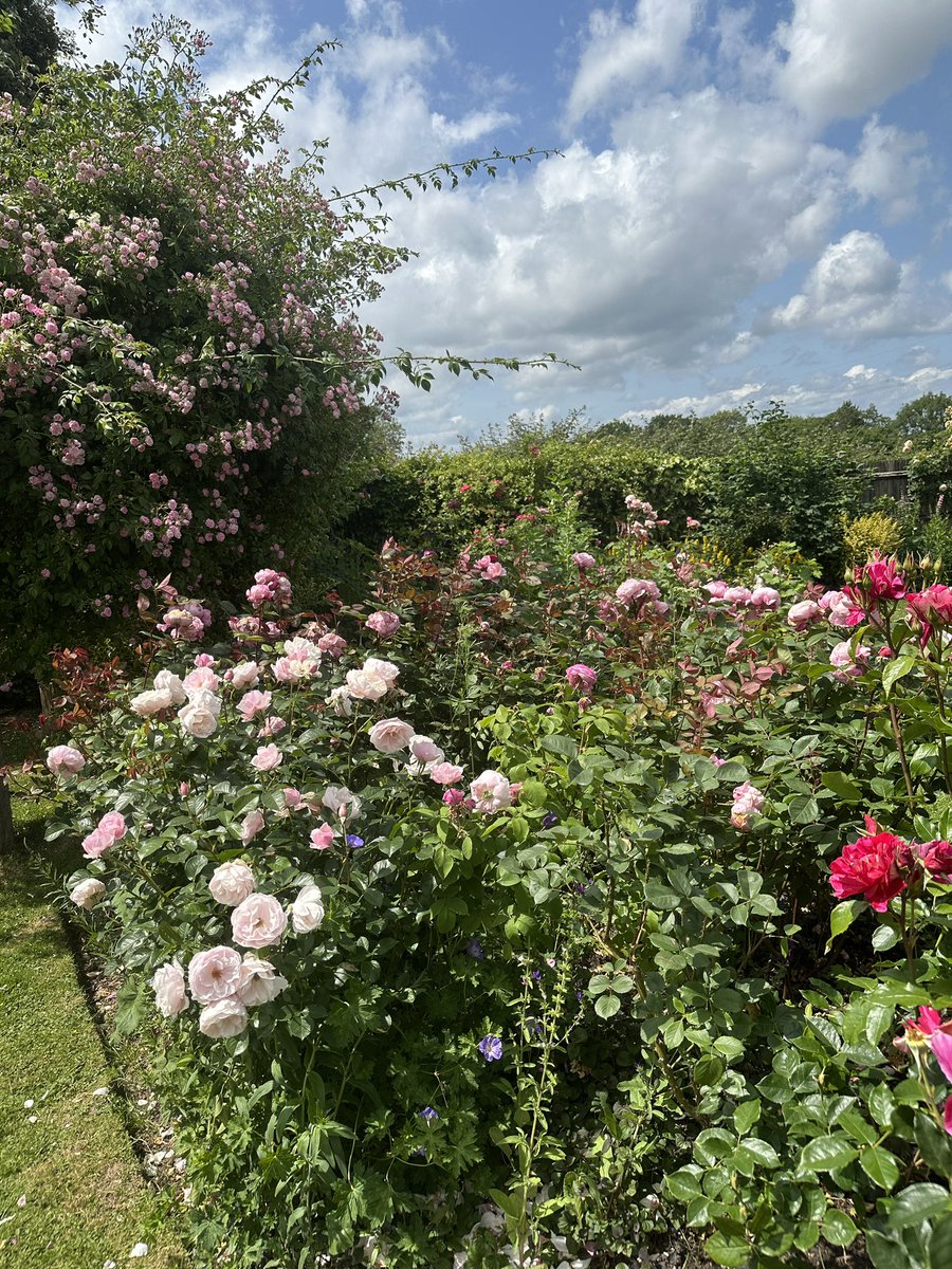 Take me Rose Heaven part two 🥳Roses at My amazing friends private garden🩷🌹#Flowers #Gardening #Roses