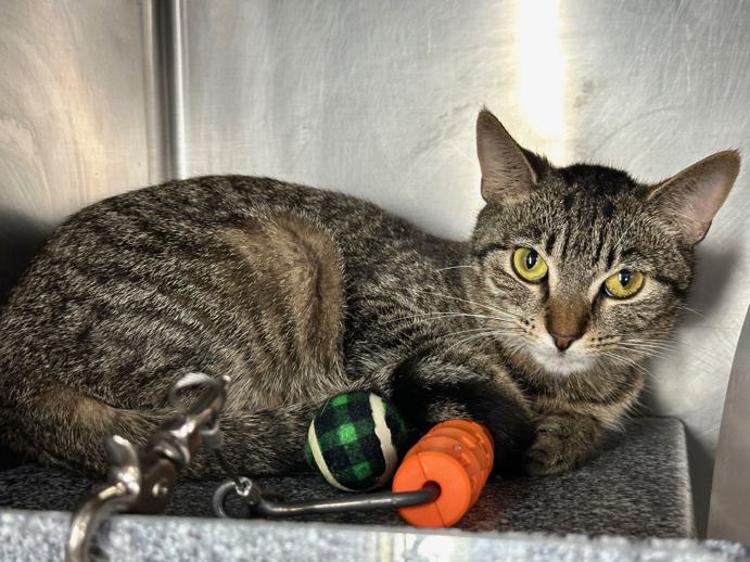 NYC's DEATH ROW CATS tweet media