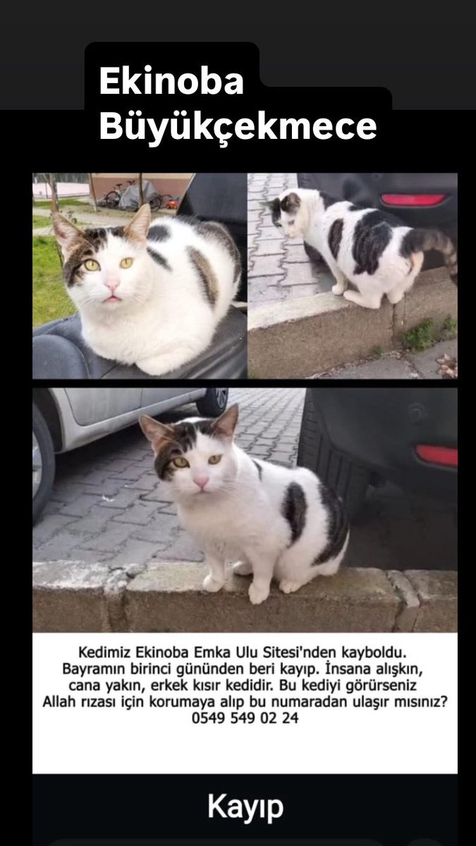 BÜYÜKÇEKMECE EKİNOBA KAYIP‼️