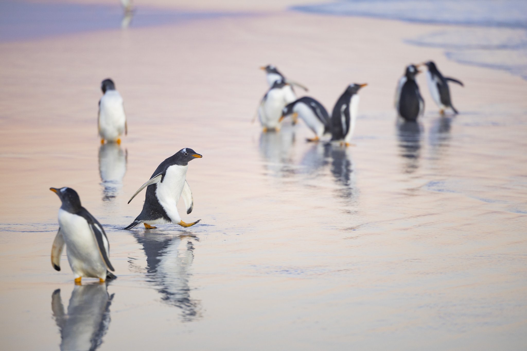 特大❣️海の風景 タペストリー ラッコ イルカ 亀 クマ ペンギン