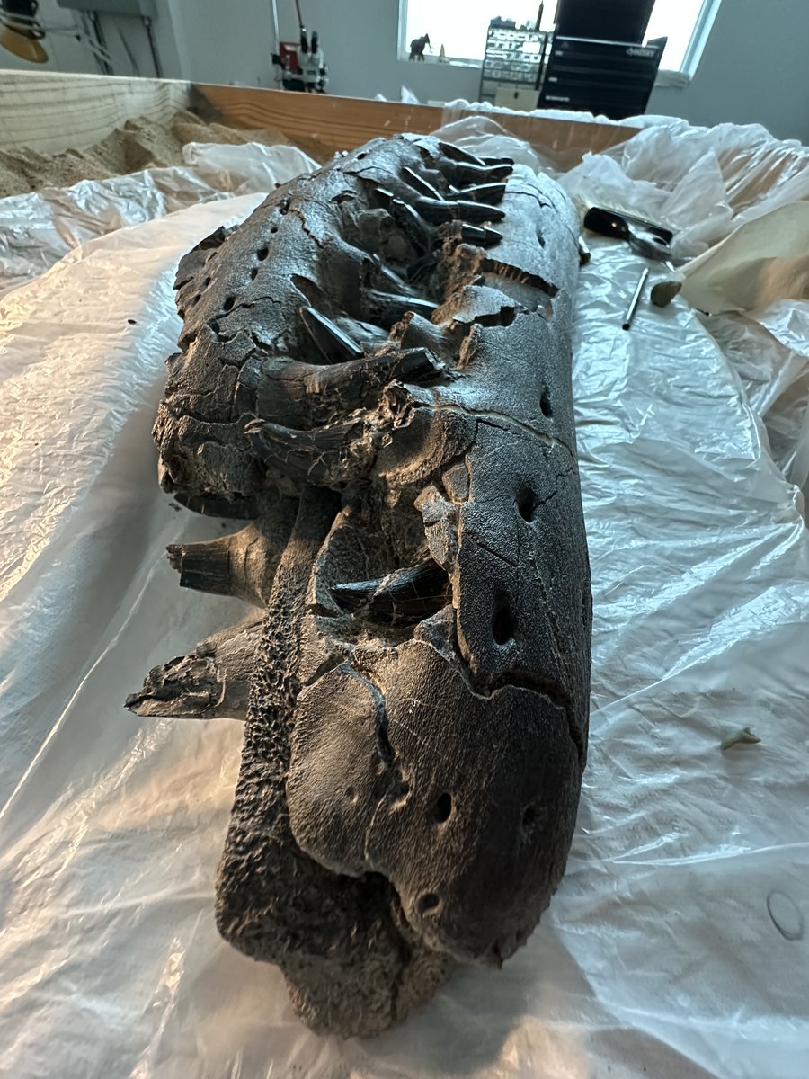 The skull &amp; jaws of a big #Tylosaurus we collected in 2021 is all finished! Exquisite details in this toothy mosasaur specimen. The team is making a 2-piece, fiberglass-reinforced storage cradle for it now, and then off to the <a href="/PerotMuseum/">Perot Museum</a> collections racks. #FossilFriday