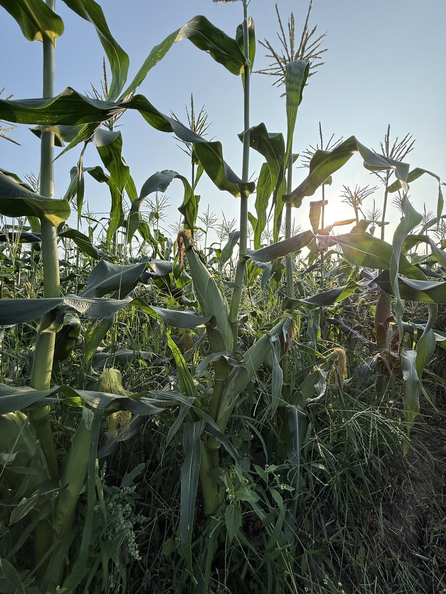 今日は6時前からとうもろこし畑へ。今年の初収穫を見学してきました。 獲れたてのトウモロコシはパンパンに身が詰まって、スープにするのはもったいないくらい。, image size:900x1200